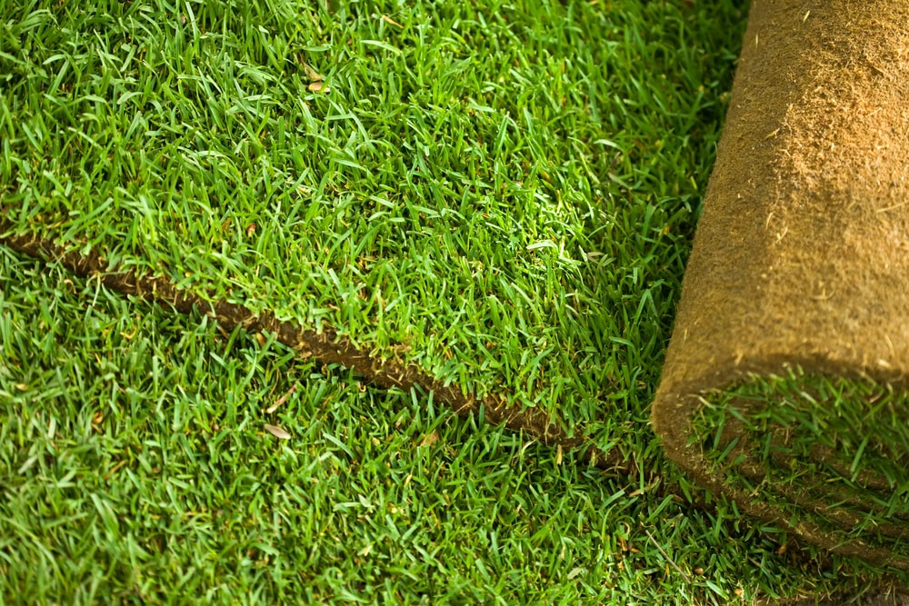 Roll of sod for lawn.