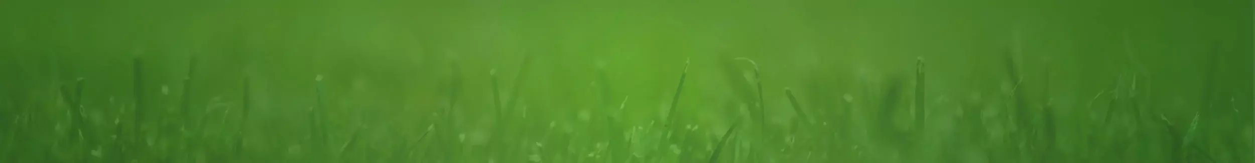 blog banner grass with green background