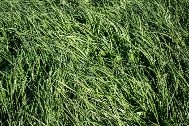 Close up image of tall fescue grass. 