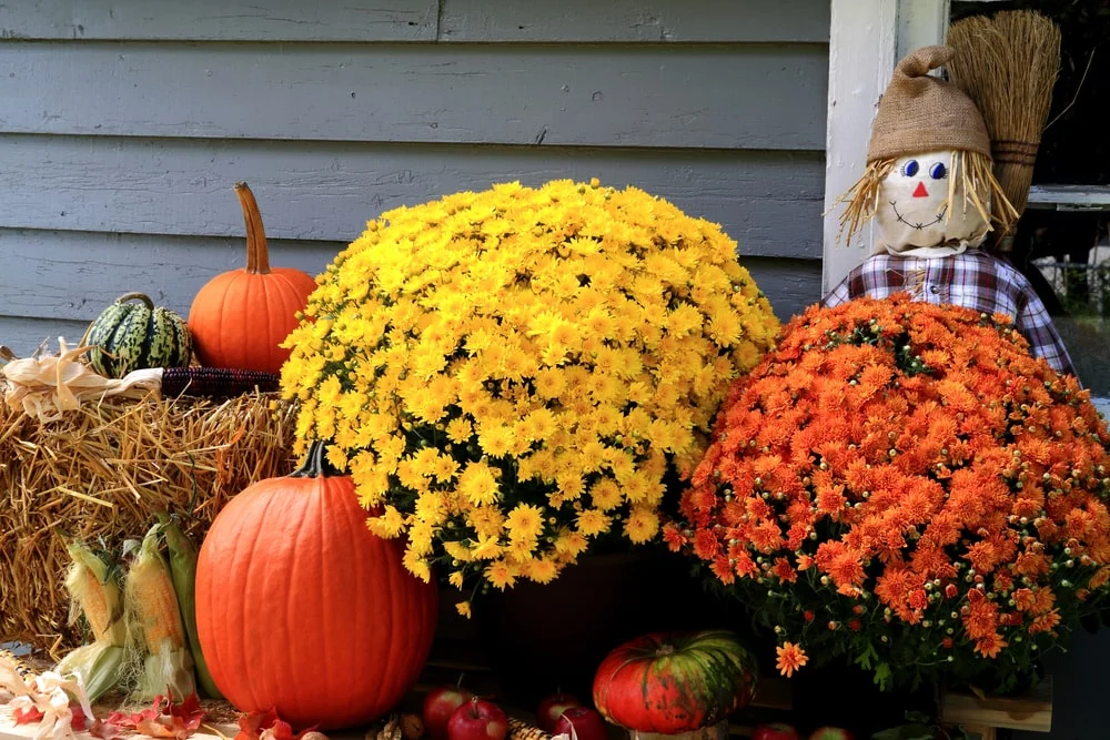 Mums flowers with fall decorations