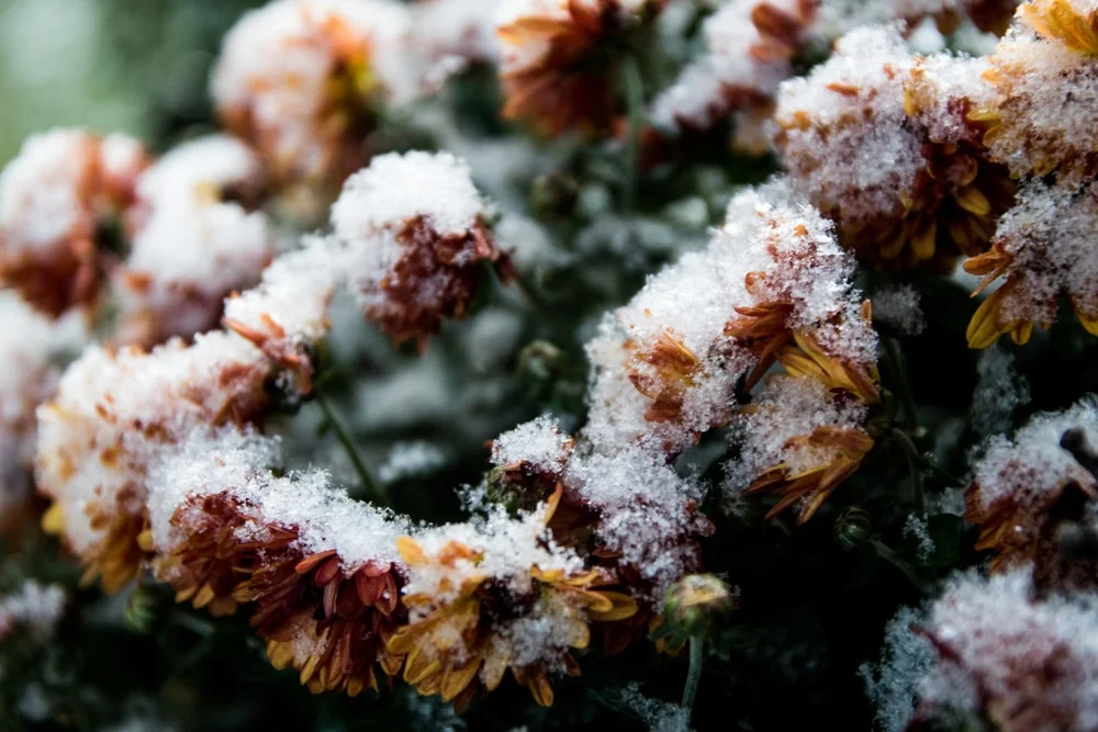 Snow on mums flowers