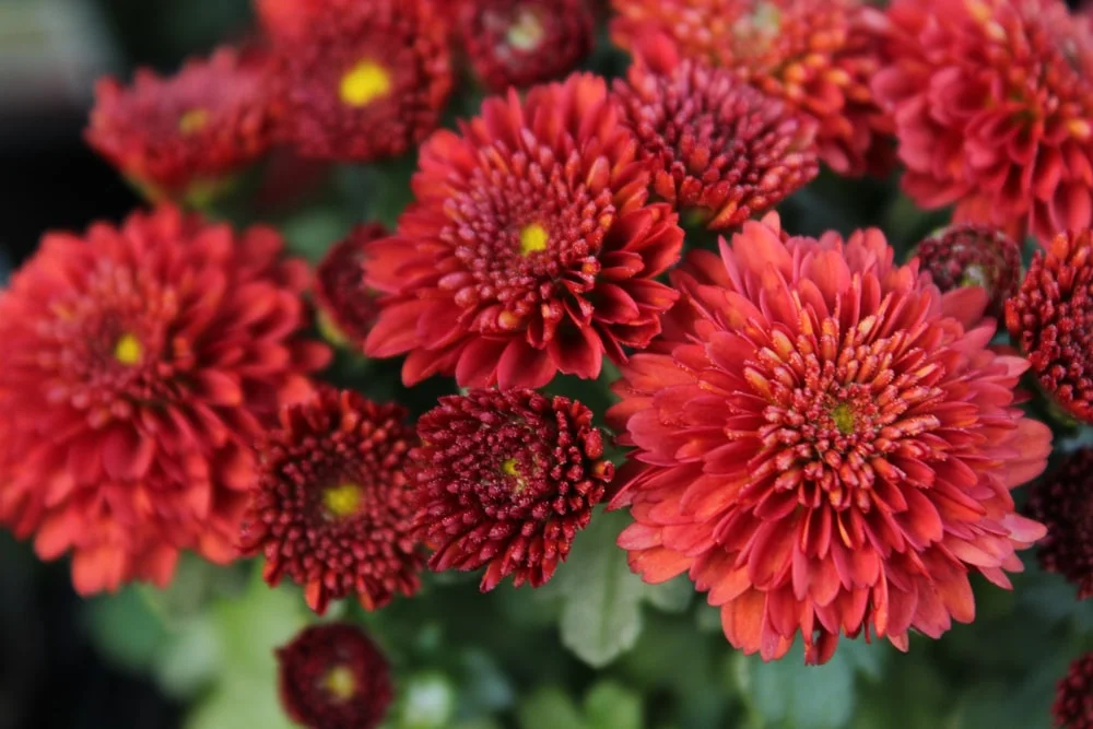 Red mums flowers outdoors