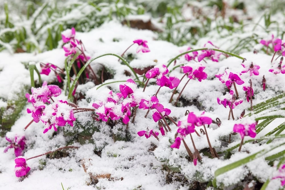 Perennials in Snow