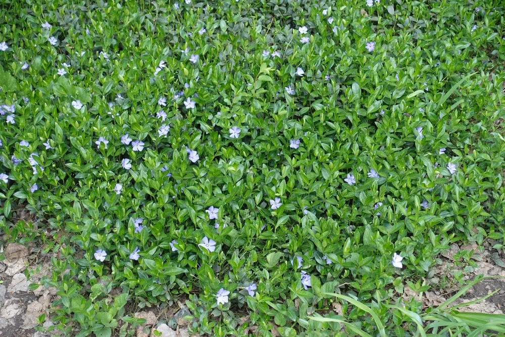 Trailing Periwinkle