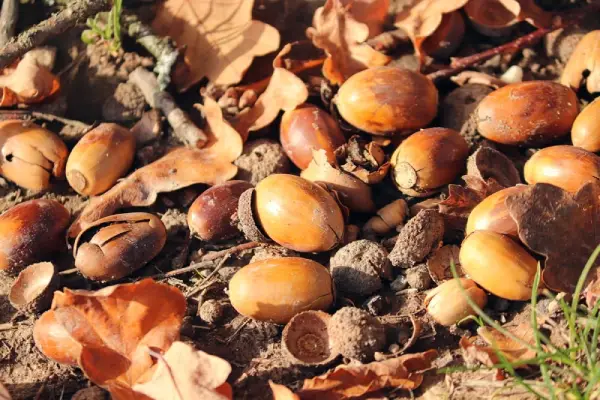 Acorns and leaves for mulch.