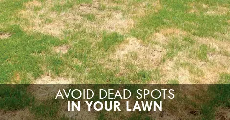 How to Avoid Dead Spots in Your Lawn blog banner