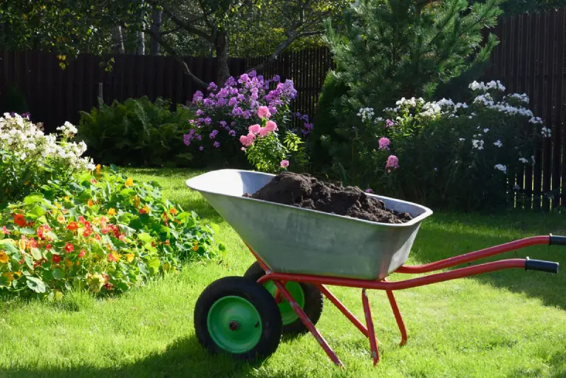 Compost in a wheelbarrow for flowerbeds