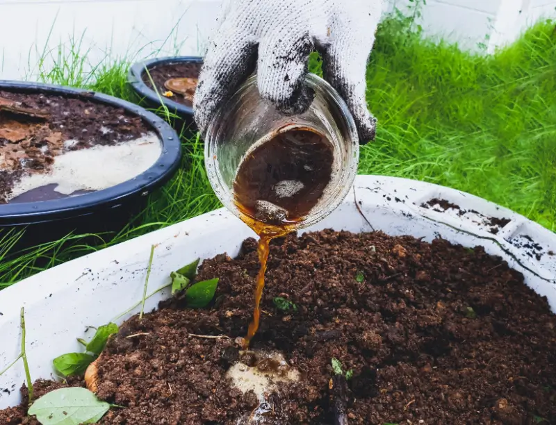 Landscaper pouring compost tea fertilizer in plant bed