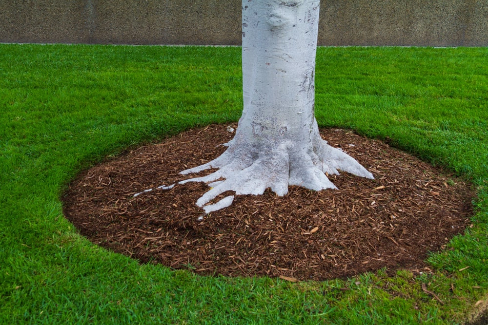 Tree planted in mulch bed