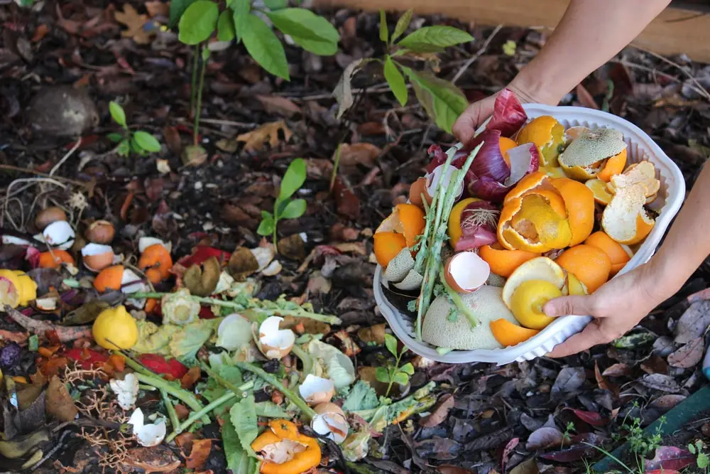 Person adding food scraps to soil for nutrients