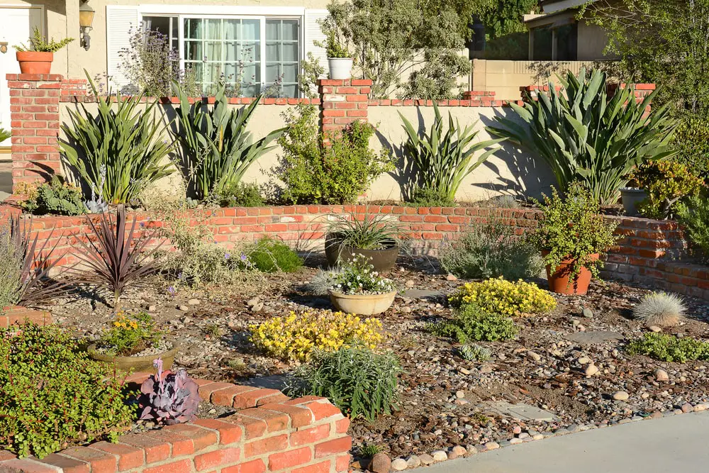 Drought tolerant plants in residential front yard