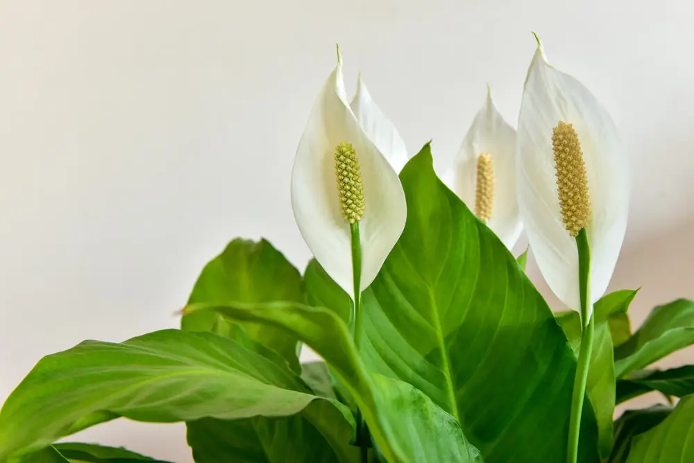 Peace Lily indoor plant.