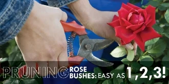 Person pruning roses with text: "Pruning rose bushes: easy as 1, 2, 3!"