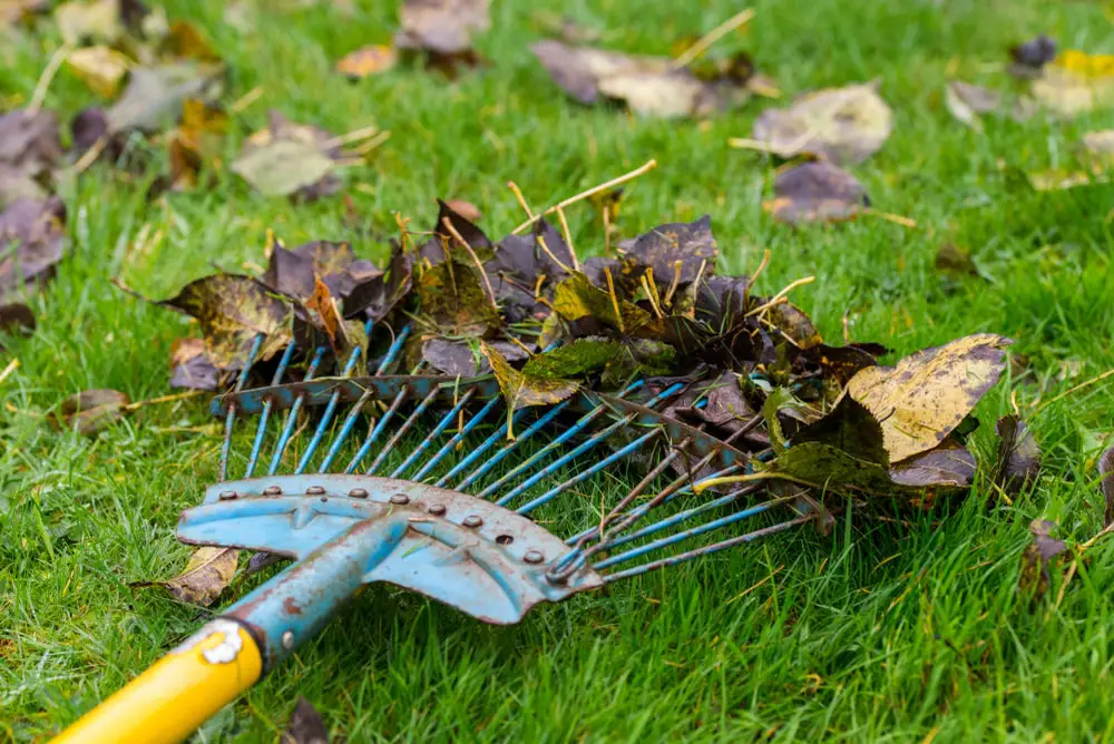 Rake collecting leaves on lawn