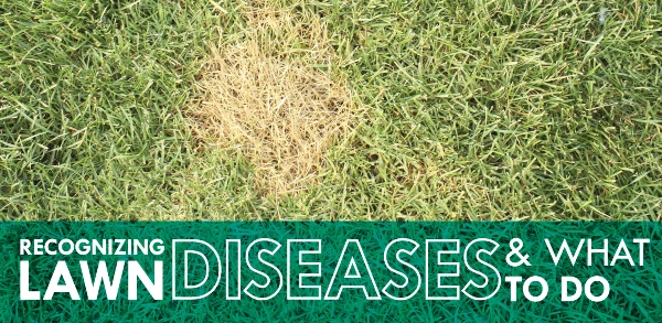 lawn diseases