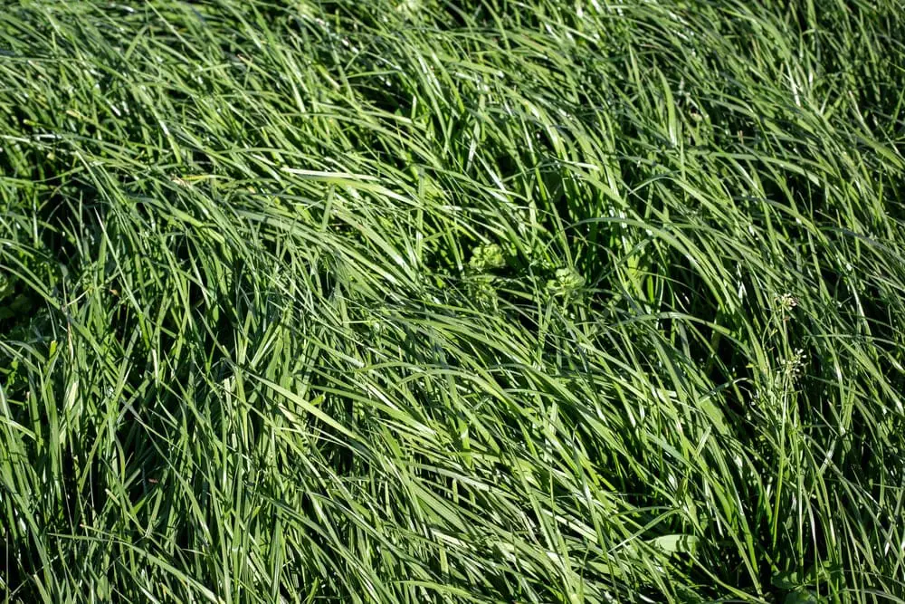 Tall-Fescue-Grass