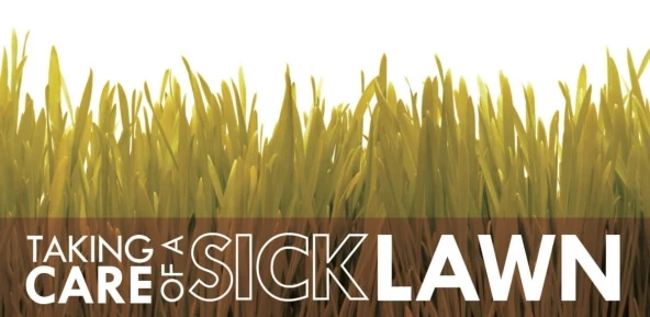 Brown lawn with text: "Taking care of a sick lawn"