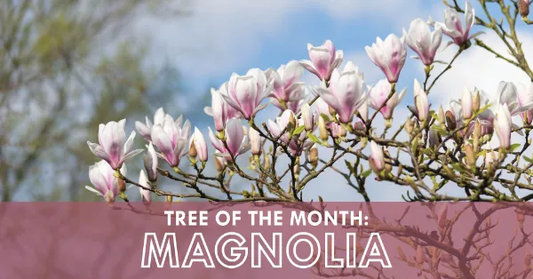 Tree with text: "Tree of the month: magnolia"