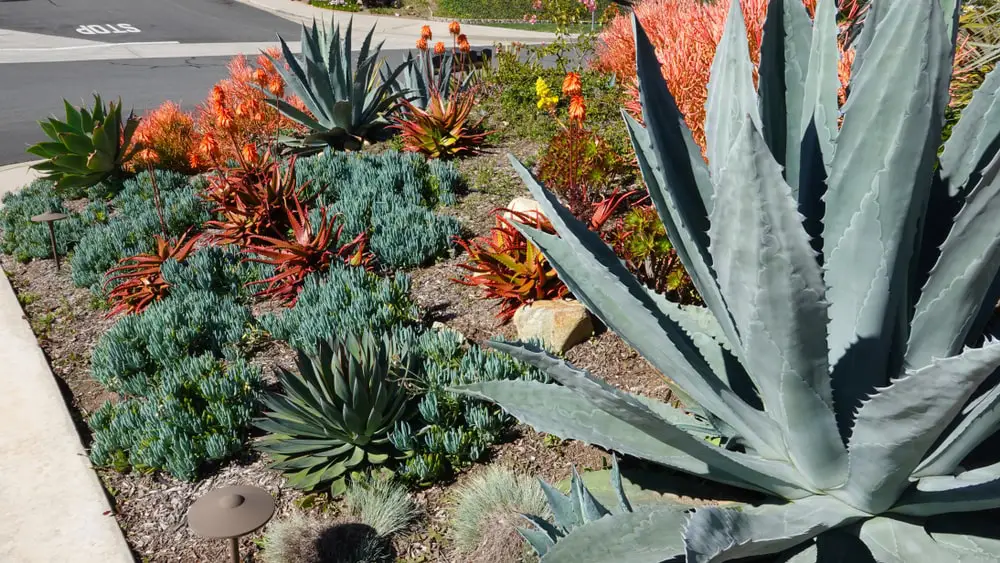 Front yard with xeriscaping plants