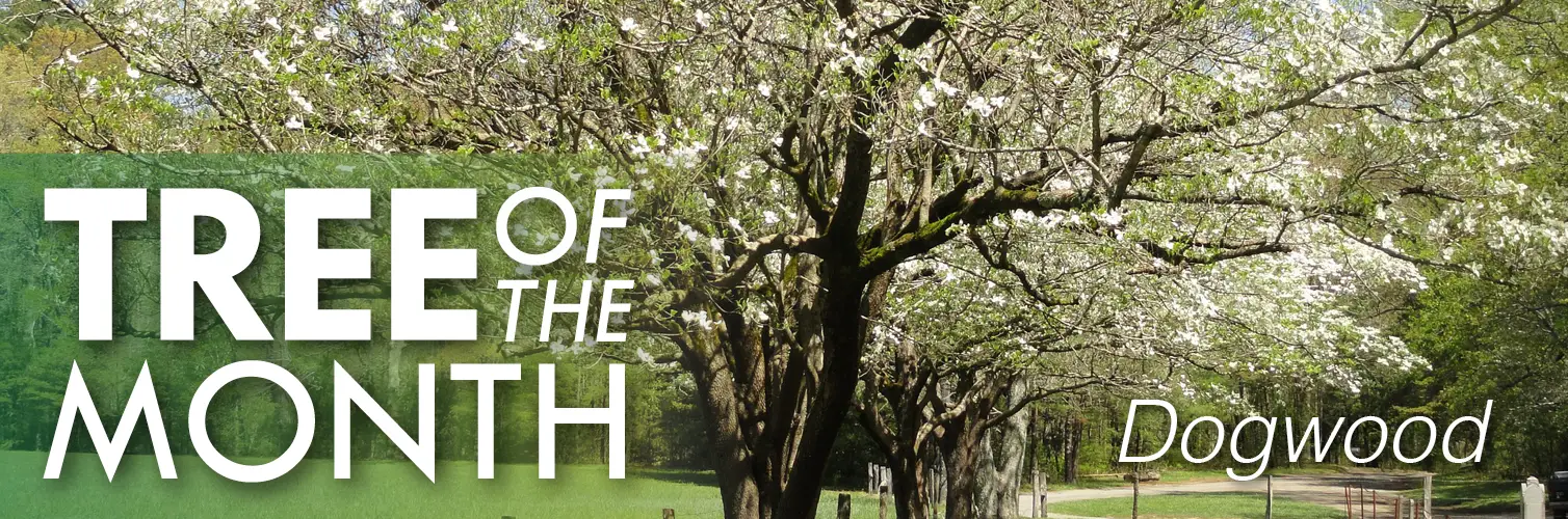 Tree with text-tree of the month dogwood