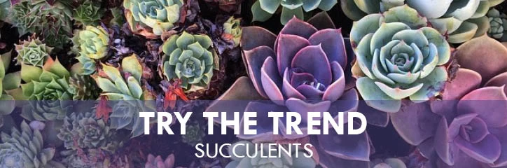 Succulents with text: "Try the trend succulents"
