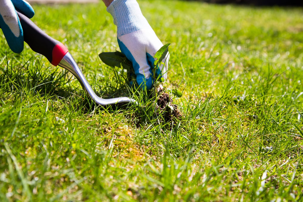 Landscaper removing weeds in lawn