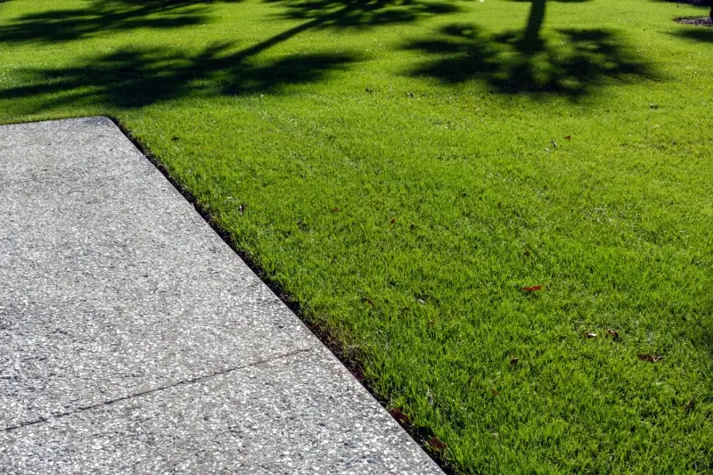 Lawn area with zoysia grass and shadows of palm trees.