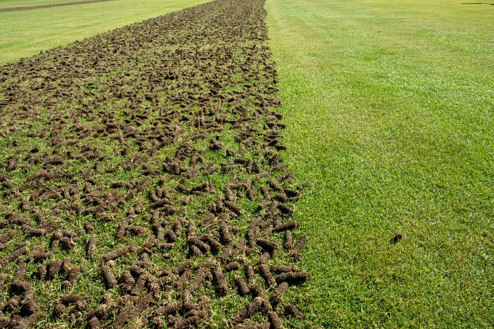 A lawn after aeration.