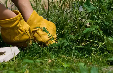 Professional weed removal in Edmond.
