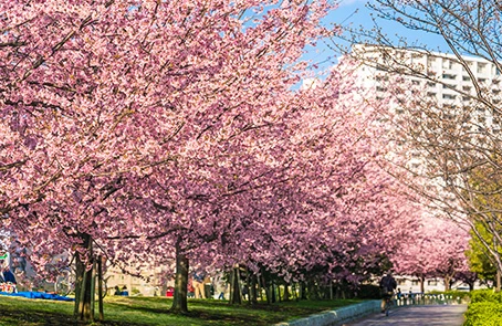 Trees blooming with pink flowers next to wide pathway, with commercial building in background.