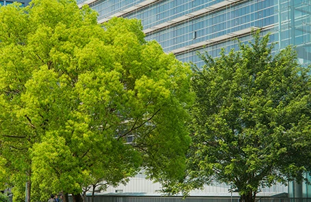Two large trees in front of glass commercial building.