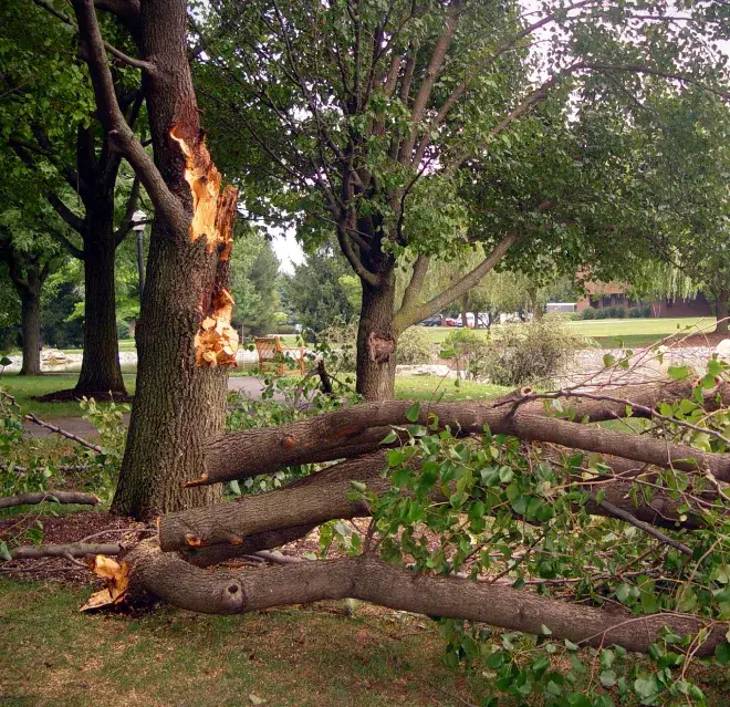 Large fallen tree branches next to a tree damaged by a storm.