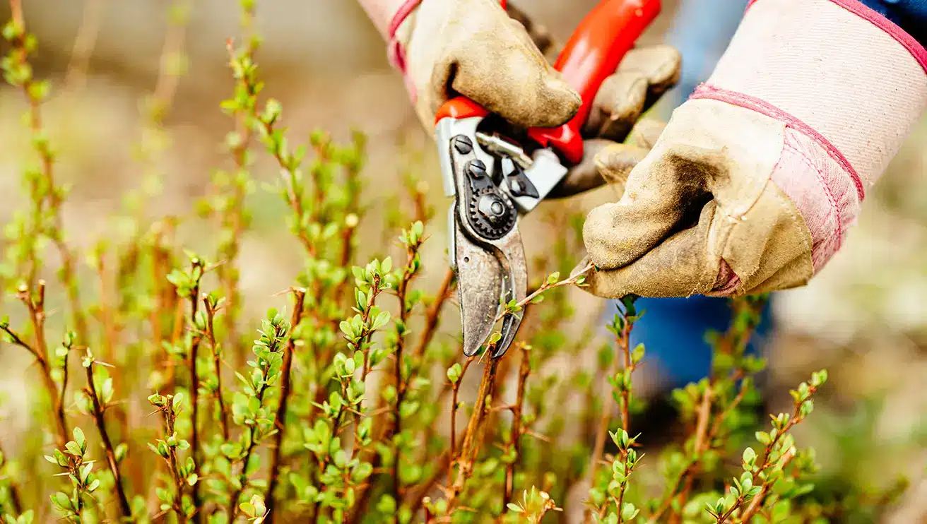 A Grounds Guys professional using garden shears to trim the branch of a shrub.