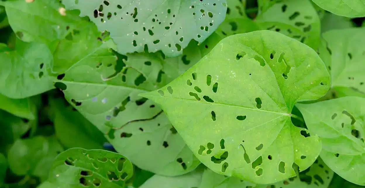 Big green leaves with large bite holes in them.