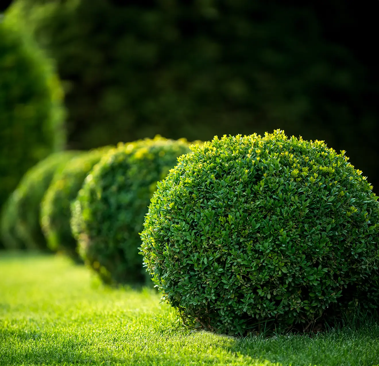 A row of circular shrubs on a green lawn done by The Grounds Guy