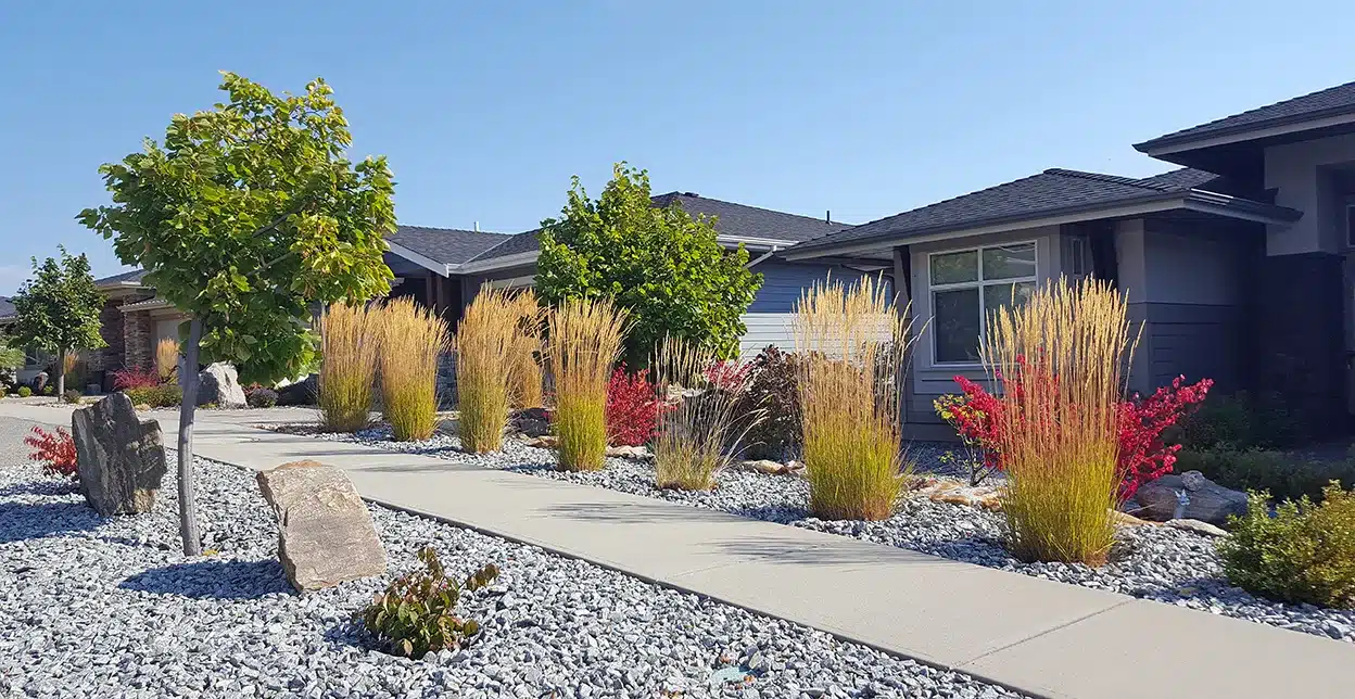 Large cacti and other arid and flowering plants in a rock bed garden.