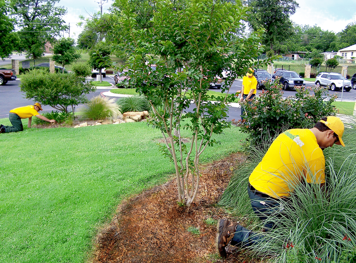 Grounds Guy professional landscaper working on yard.