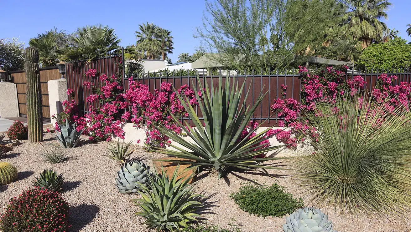 Large cacti and other arid and flowering plants in a rock bed garden.