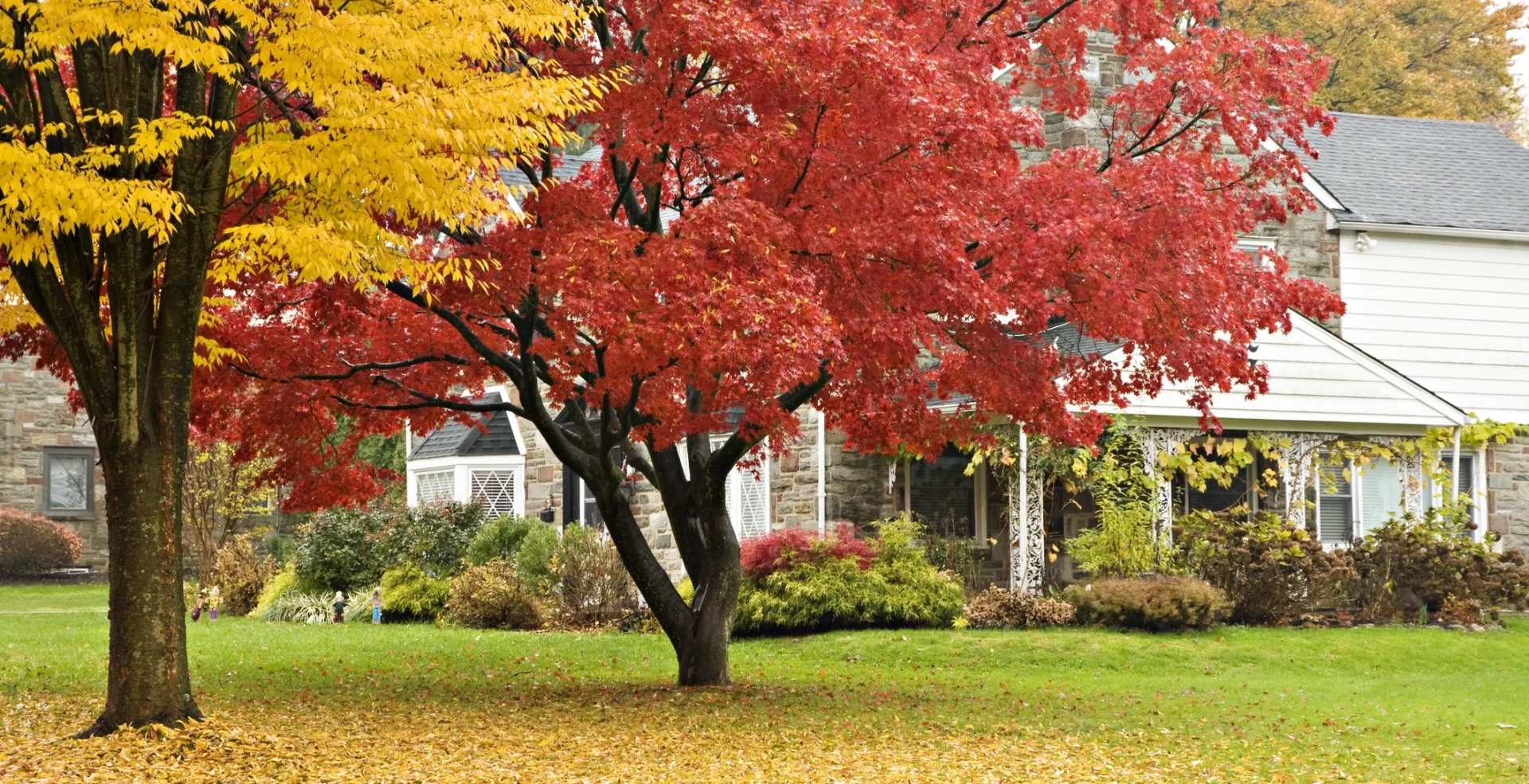 A tree with bright orange leaves in the front yard of a large home.