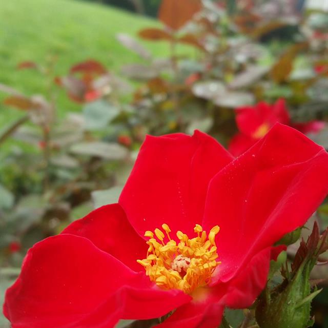 A beautiful Flower