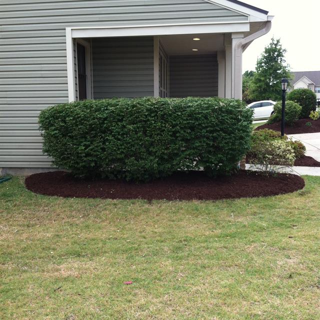 A bushy plant on the side of a house.