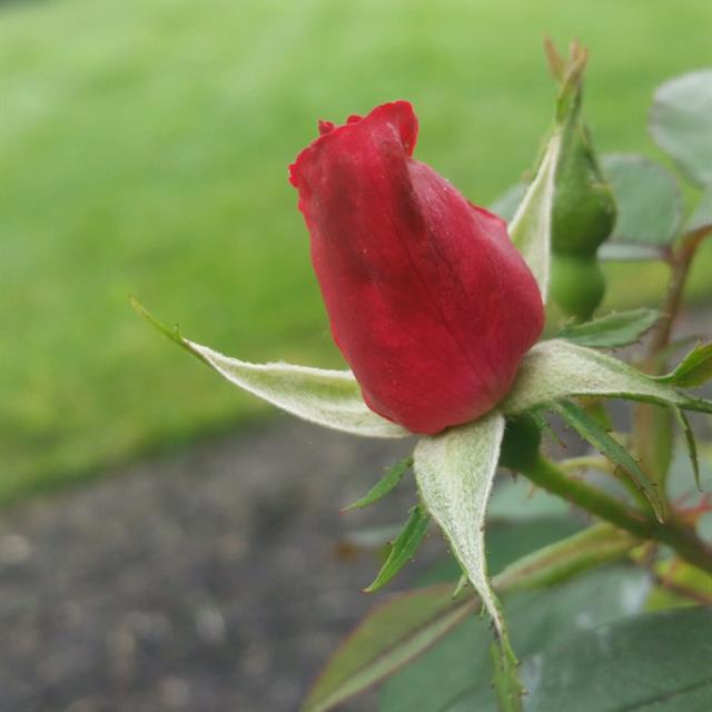 A flower Bud