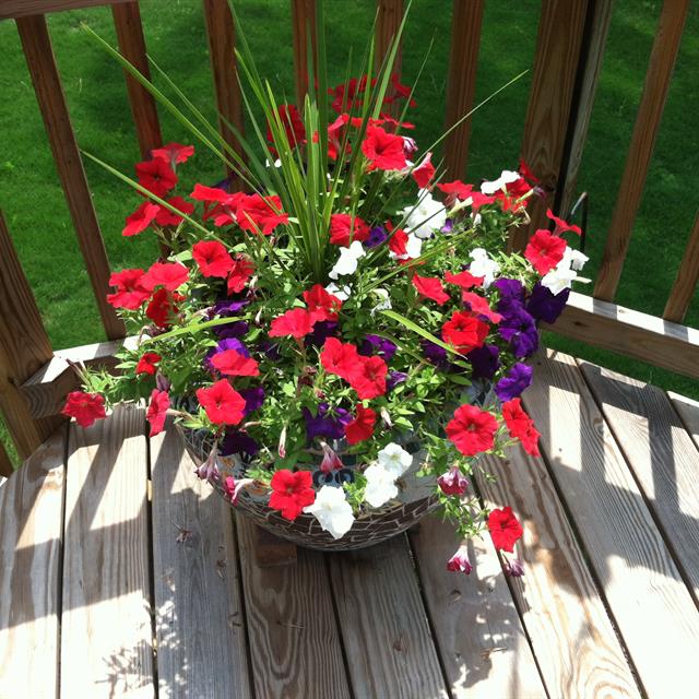 A potted flower plant