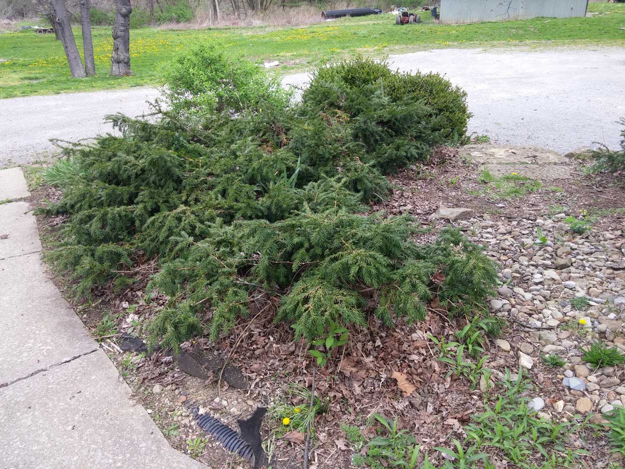 Unkept planter