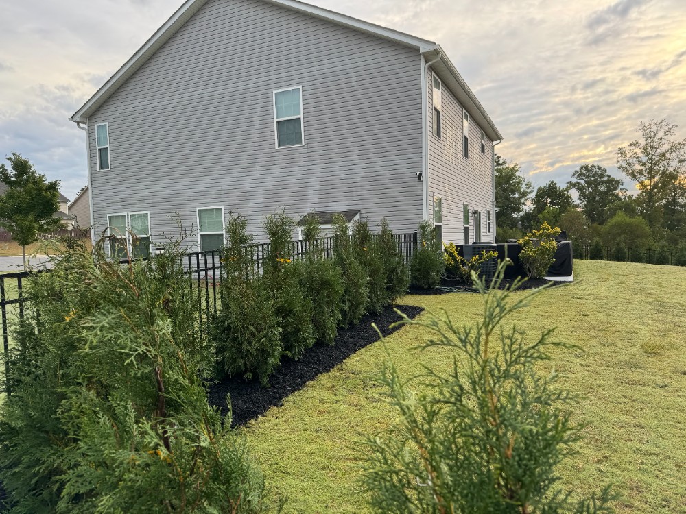 Beautiful row of timeless evergreen trees along this customer's fence line and back patio. Hard edging and fresh dark mulch added the perfect touch to made this project stand out!