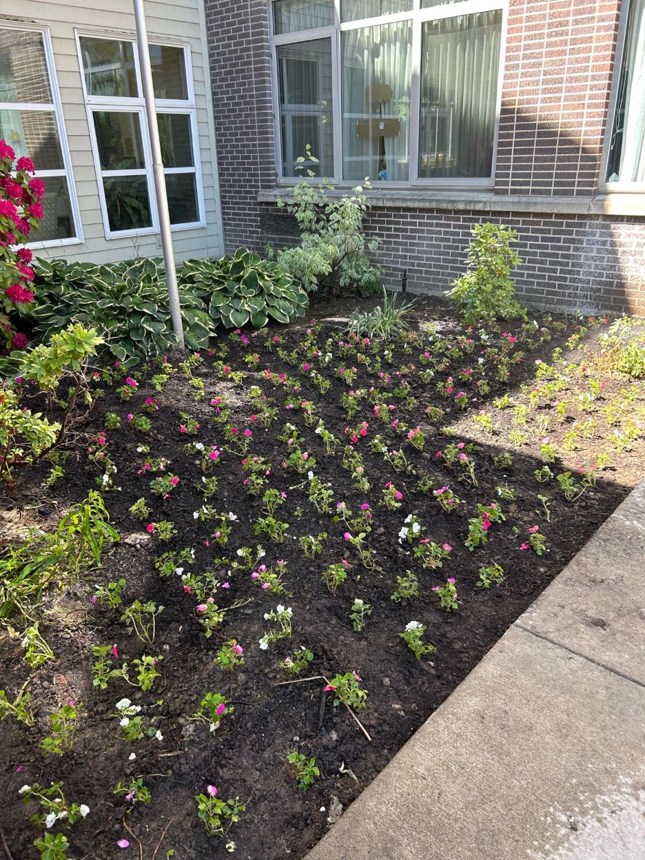 Spring Flowers