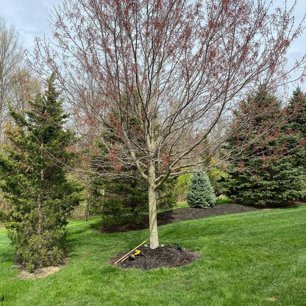 Garden with trees