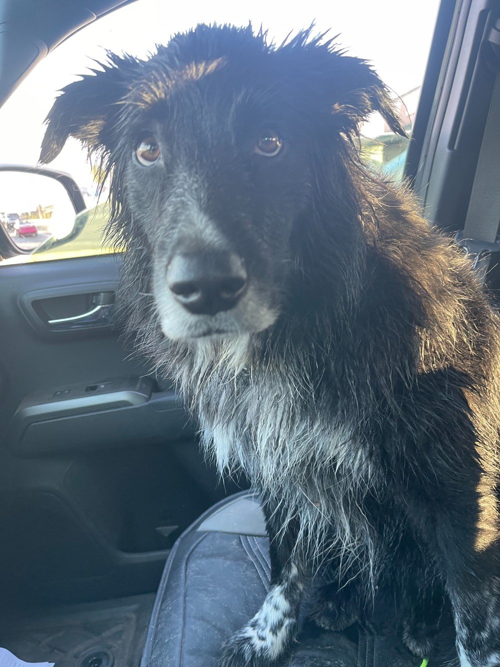 Good boy worker