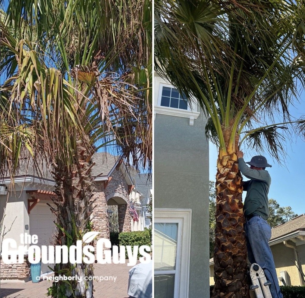 Palm restoration services