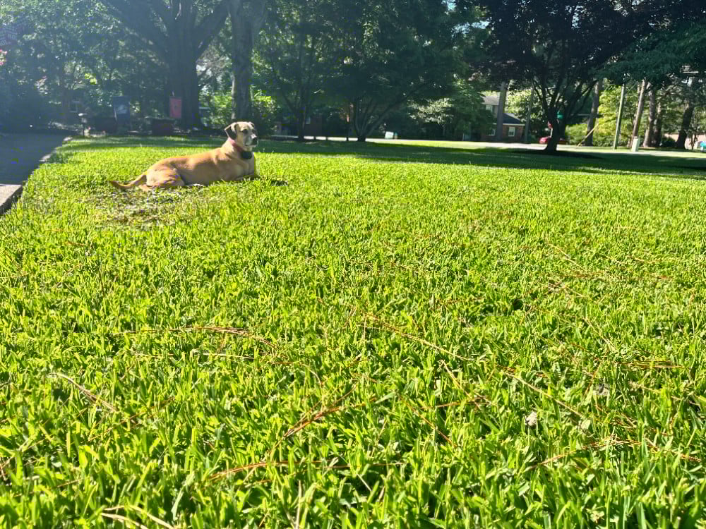 Lawn Care